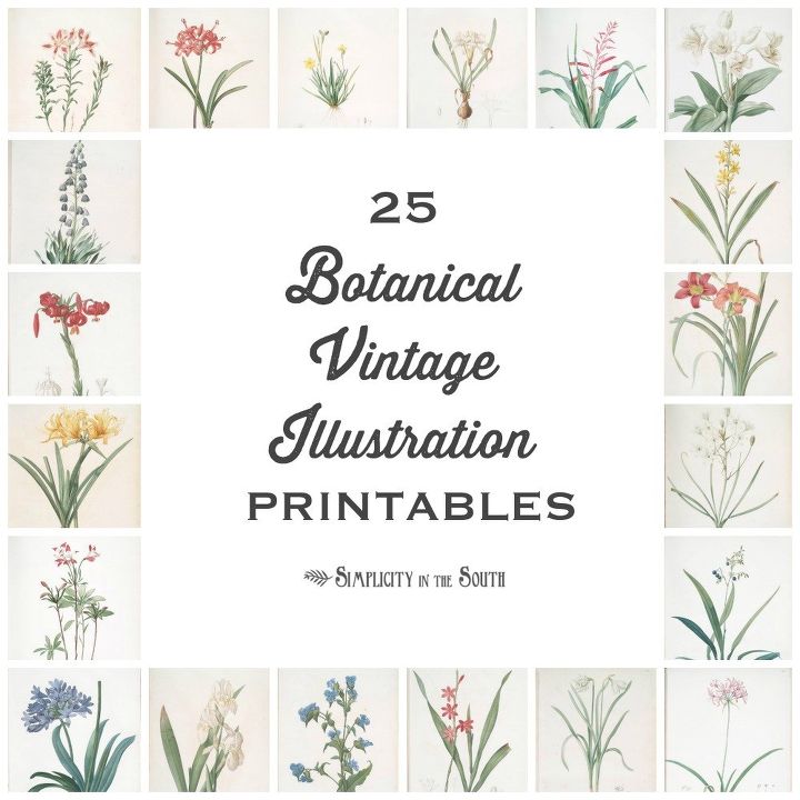 25 impresiones gratuitas de ilustraciones botnicas vintage