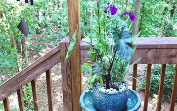 Birdbath Water Garden