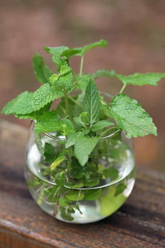 s 10 unique ways to plant your herb garden, Grow More Mint Than Before