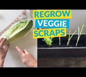 s 10 unique ways to plant your herb garden, Regrow Lettuce and Onions With A Chop