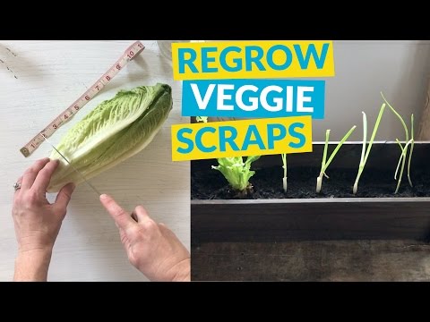s 10 unique ways to plant your herb garden, Regrow Lettuce and Onions With A Chop