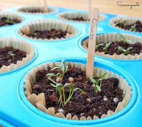 s 10 unique ways to plant your herb garden, Muffin Tins Are Perfect For Cilantro