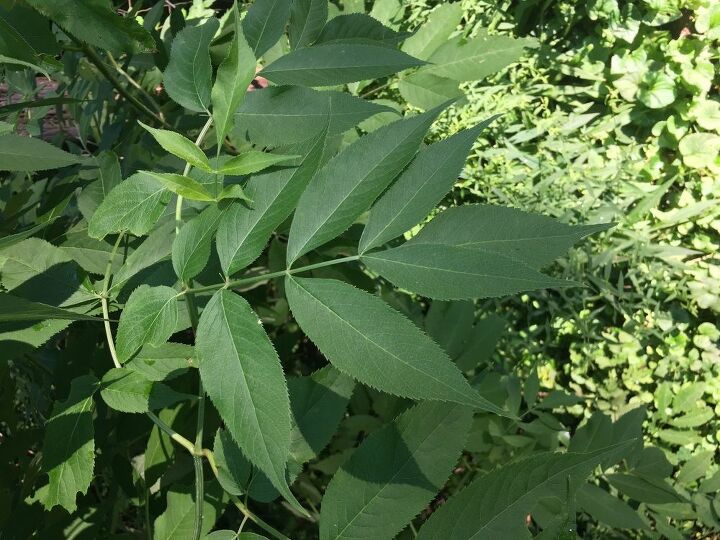 q elderberry