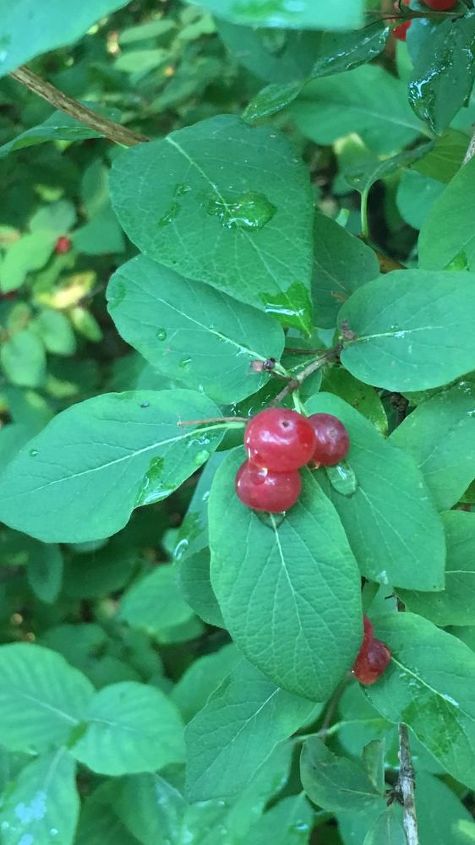 q another tree not cherry