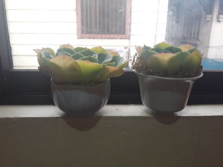 q not sure if my succulent is okay
