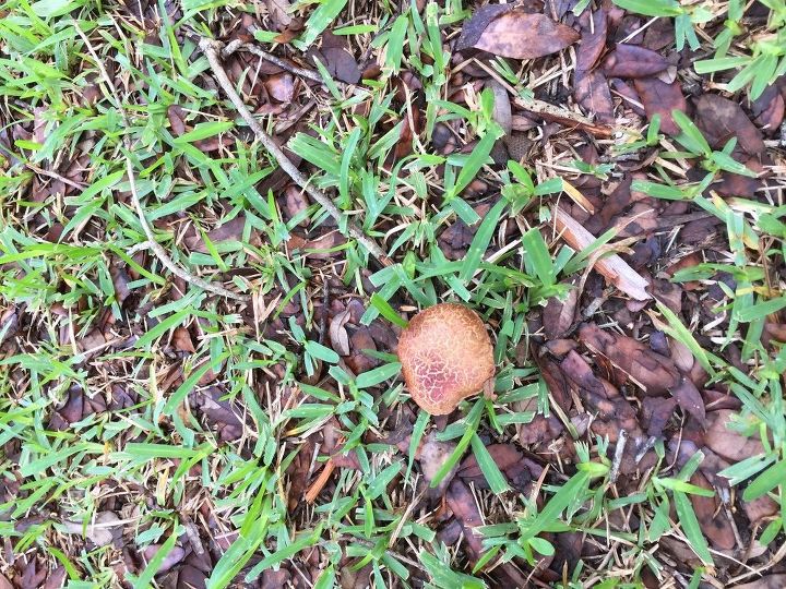 q how do i get rid of fungus