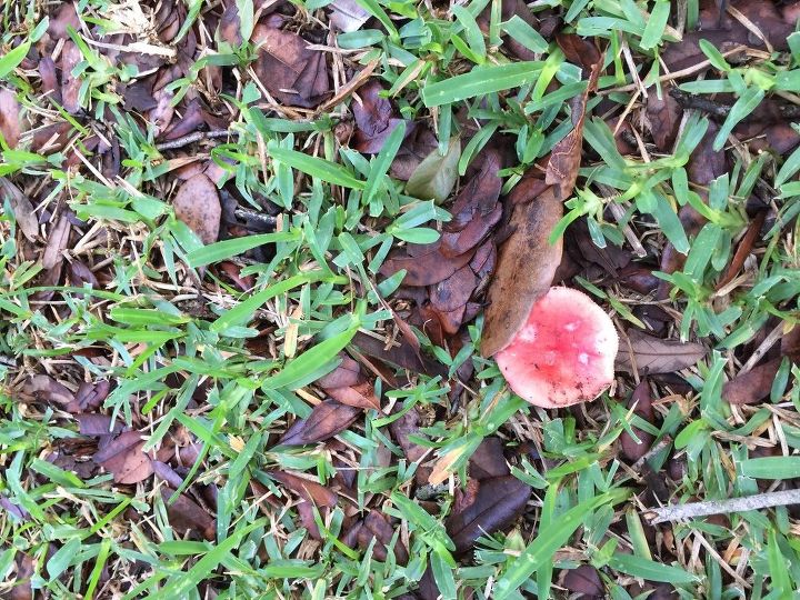 q how do i get rid of fungus