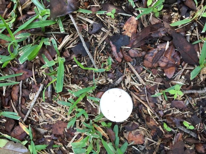 q how do i get rid of fungus