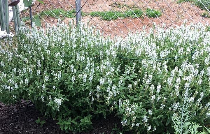 q can anyone identify what these plants are