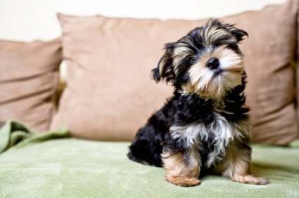 30 great ideas for every pet owner, Get Rid Of Pet Hair With A Glove