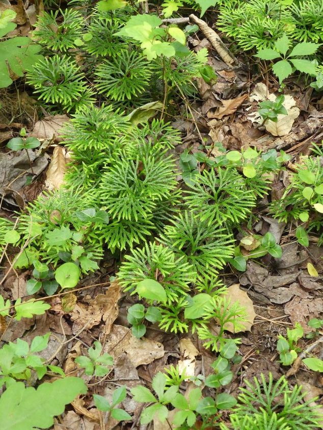 q gardeners living in southern maryland