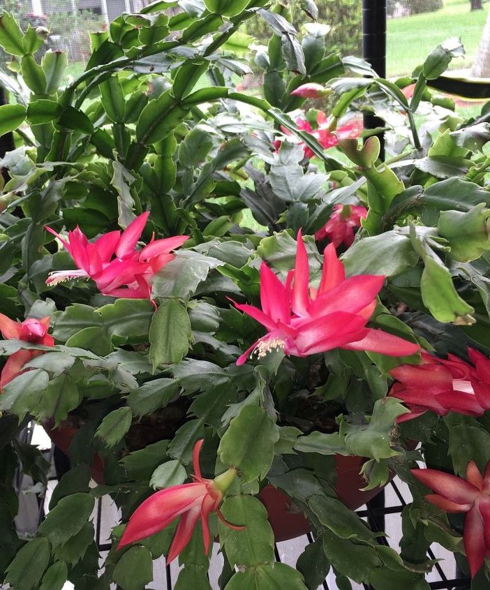 christmas cactus what to do about white fuzz on the stems