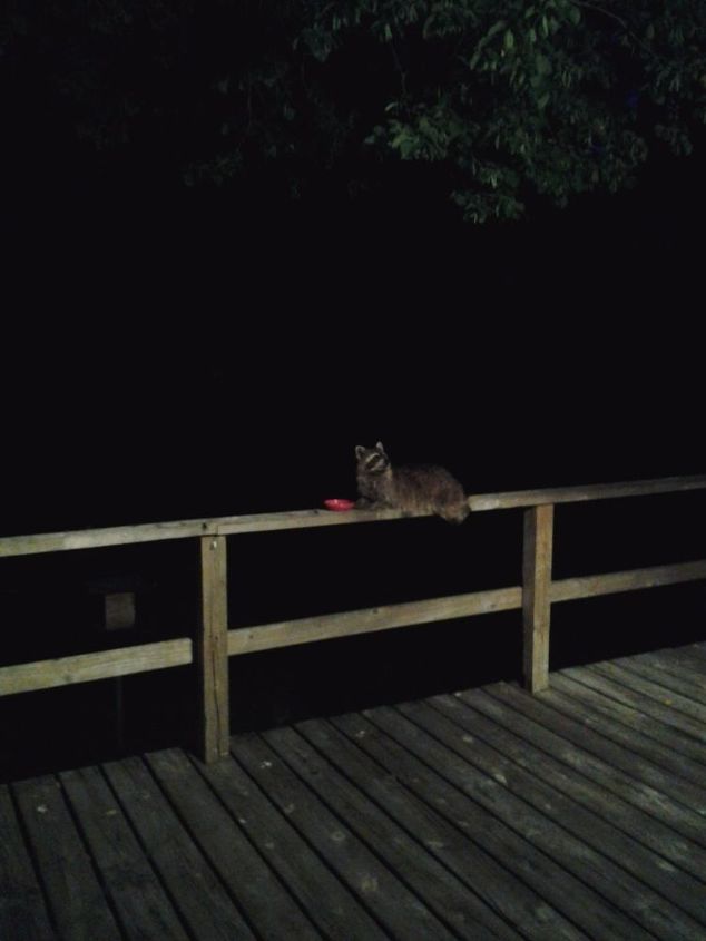 q how do i keep racoons from eating all the jam i put out for the birds