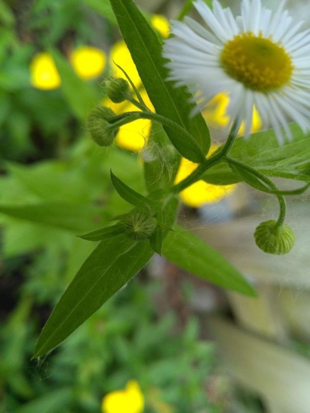 q what is this plant with white flower