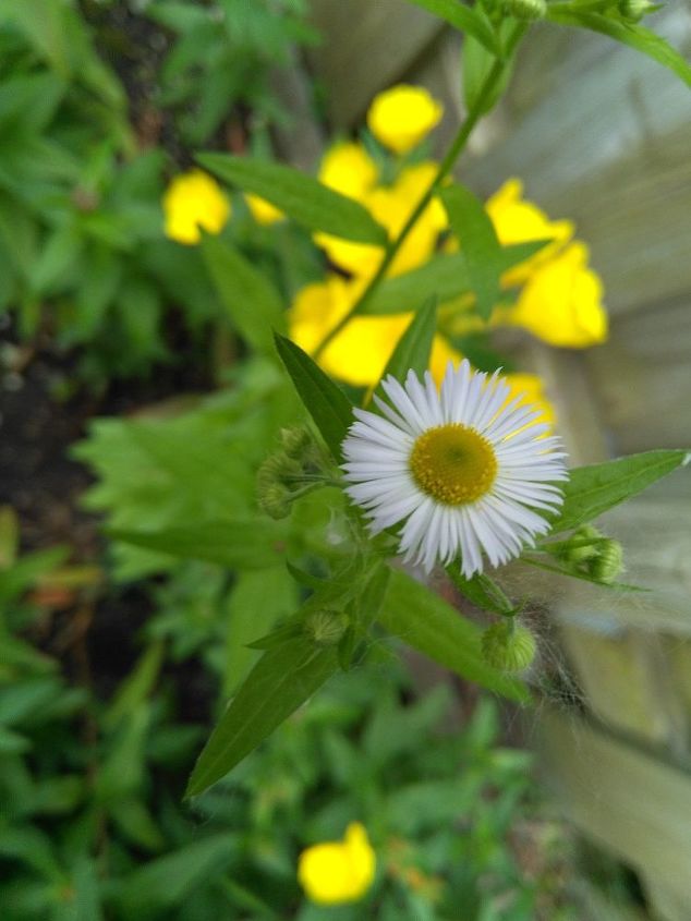 q what is this plant with white flower