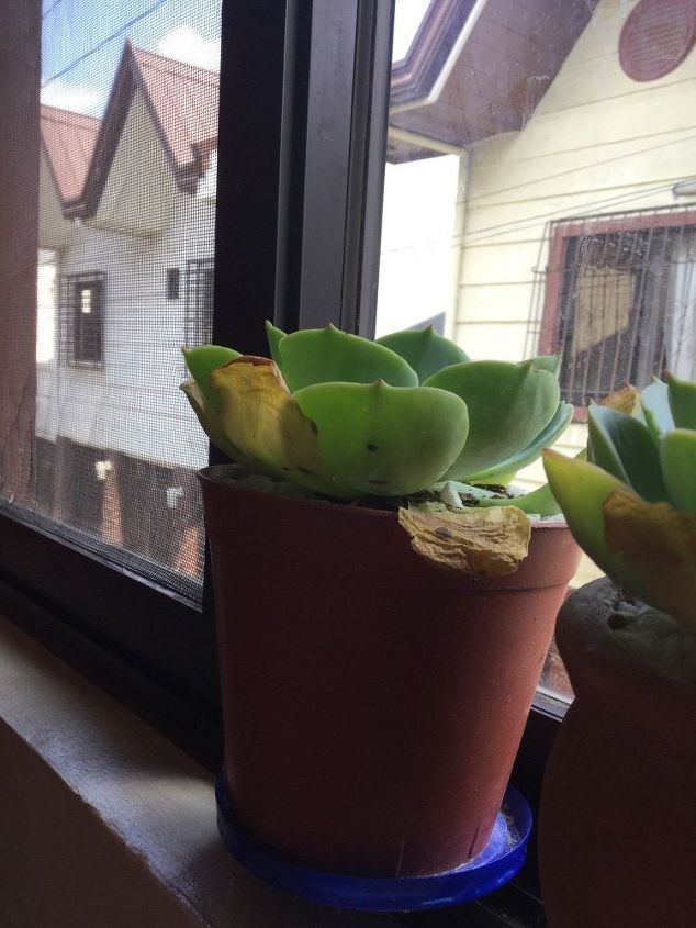 q help dark spots on my echeveria
