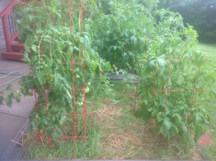 q safe grass killer for my garden
