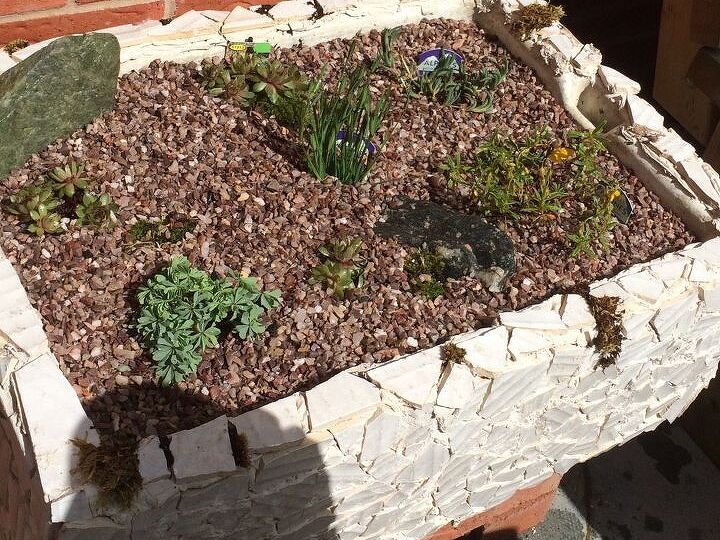 q growing moss