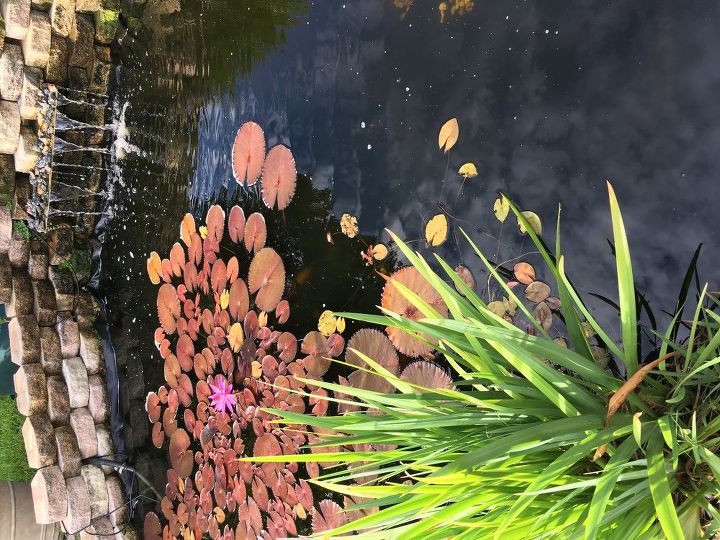 q i have a large koi pond 20 x6 trying to decorate around it
