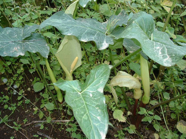 arum italicum help