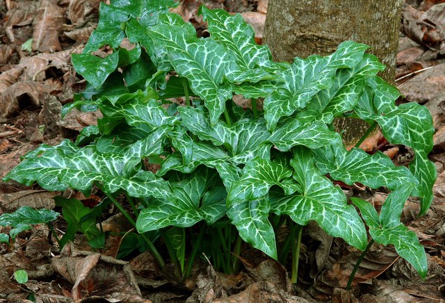 arum italicum help
