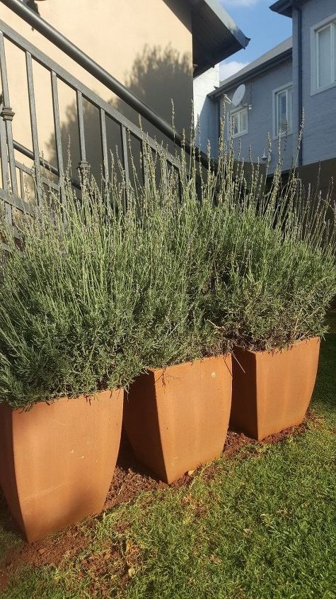 q can i plant lavender from clippings from an existing plant