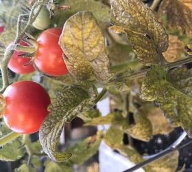 What causes tomato plant leaves to brown? See photo attached! Hometalk