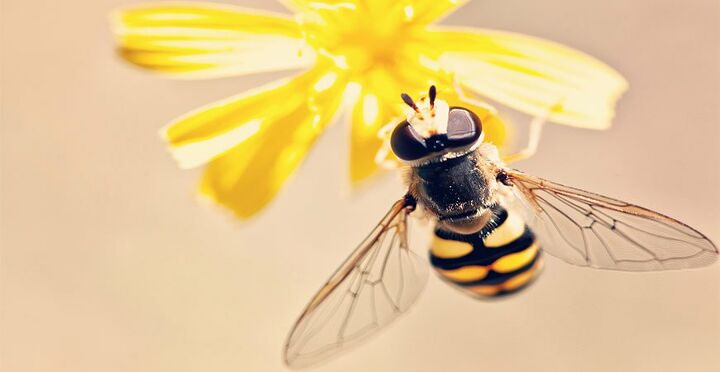 como atrair abelhas um guia fcil para um jardim abundante