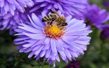 Cómo atraer a las abejas: Una guía fácil para un jardín abundante