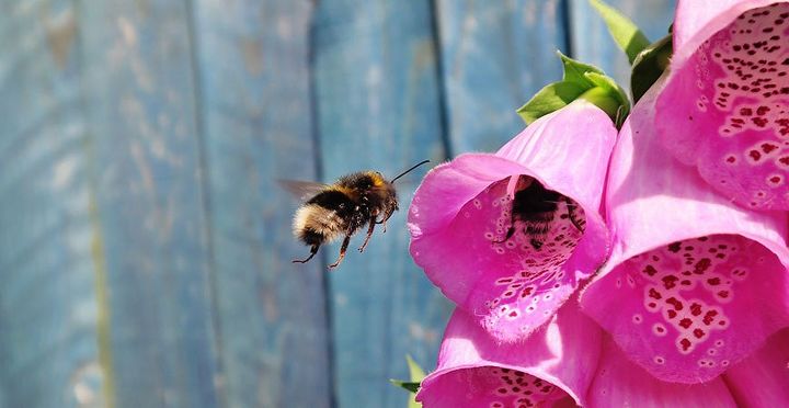 cmo atraer a las abejas una gua fcil para un jardn abundante