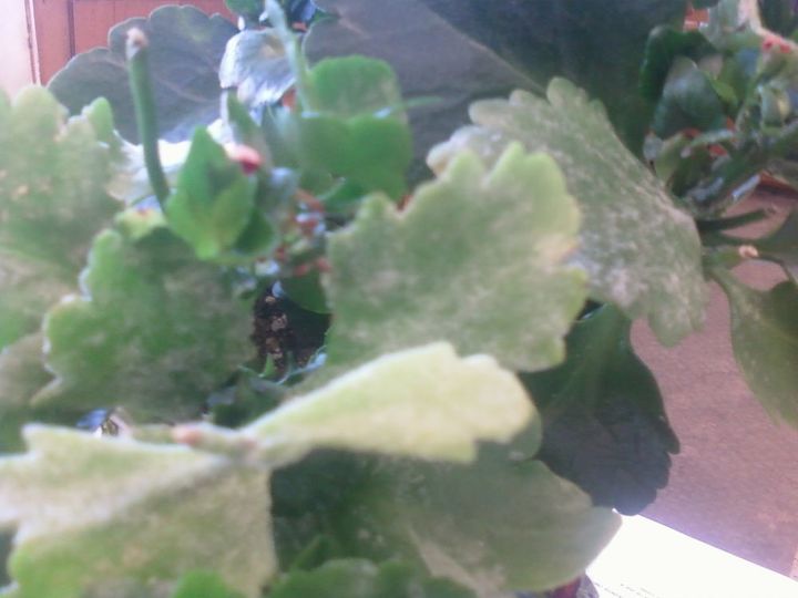 q is there help for my kalanchoe plant