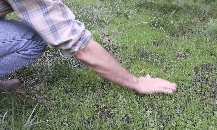 como fazer a grama crescer rpido e corrigir manchas carecas