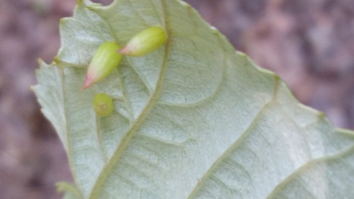 algum sabe o que isso nas minhas folhas de uva sem sementes