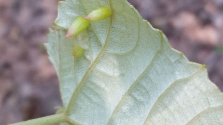 algum sabe o que isso nas minhas folhas de uva sem sementes