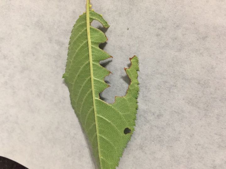 dwarf weeping cherry tree is being eaten and leaves turning yellow