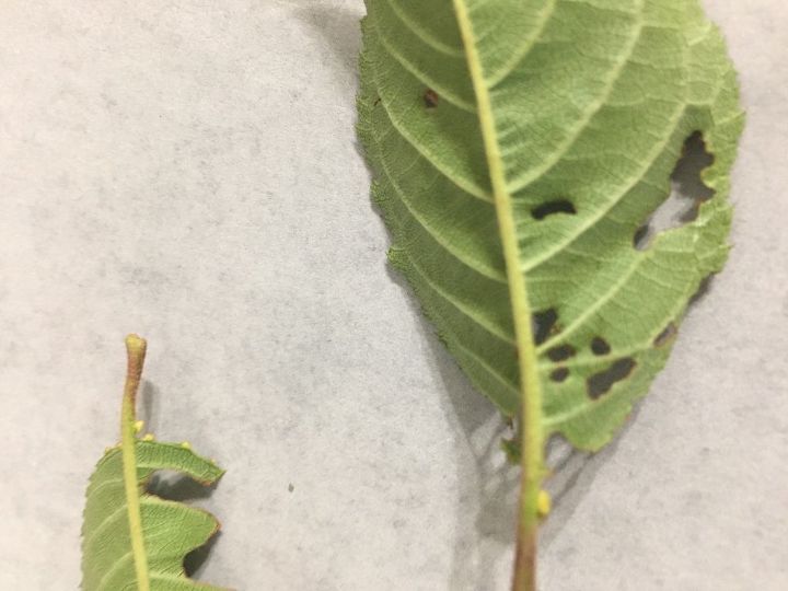 dwarf weeping cherry tree is being eaten and leaves turning yellow