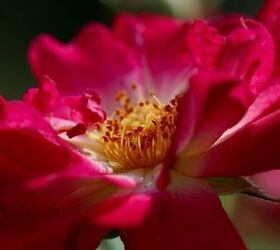 crear una paleta de colores para el jardn de rosas, Dick Clark Macro