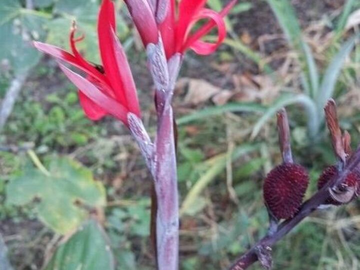 q does anybody know what plant is this