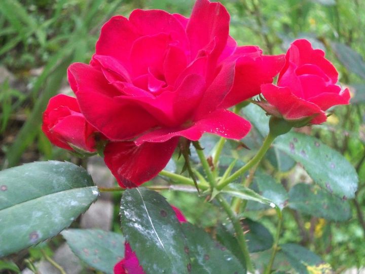 q i am a novice at growing roses i need advice