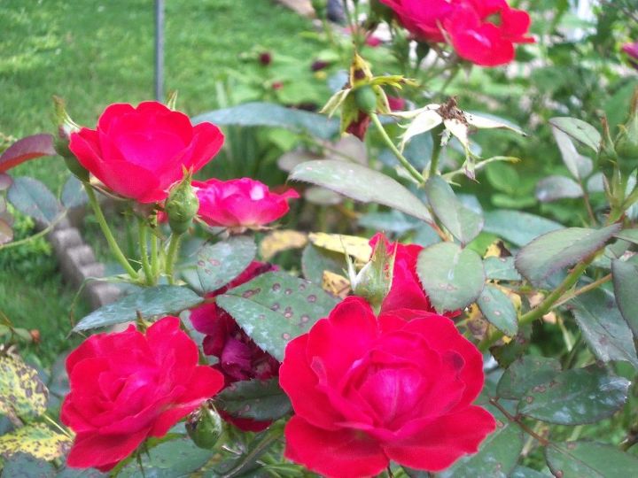 q i am a novice at growing roses i need advice