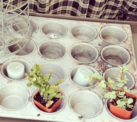 31 clever ideas to reuse muffin pans and cupcake liners, Have A Home For Your Succulents