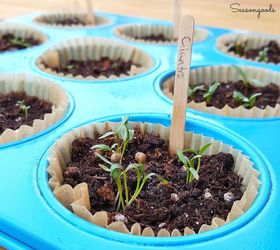 31 clever ideas to reuse muffin pans and cupcake liners, Use Them As Herb Starter Pots