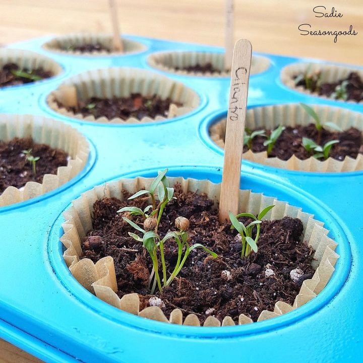 31 clever ideas to reuse muffin pans and cupcake liners, Use Them As Herb Starter Pots
