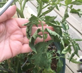 why are tomato leaves curling