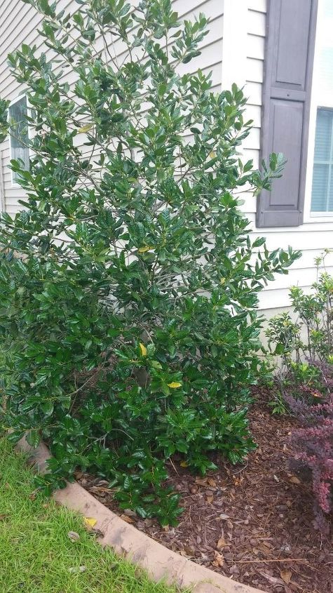 q just moved in this bush tree right next to house