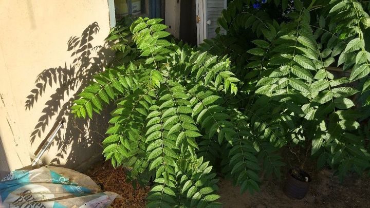 q these trees are taking over my yard any idea what they are