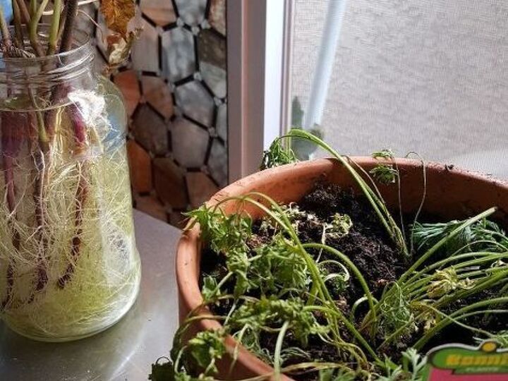 q fast dyeing veggies