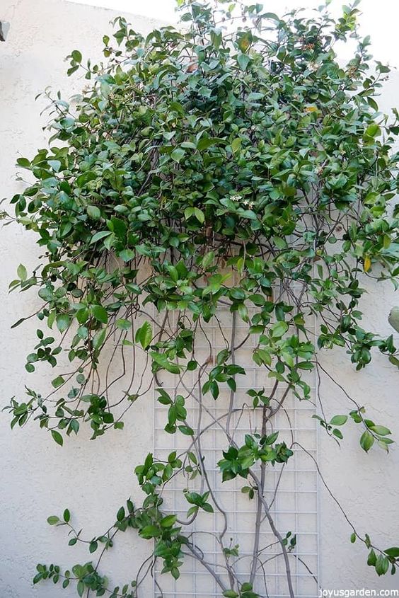 pruning a star jasmine vine when how to do it