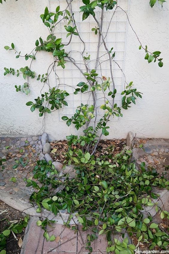 pruning a star jasmine vine when how to do it