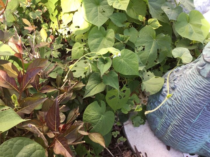 what is eating holes in my morning glory leaves what can i do